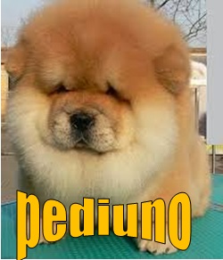 PEDIUNO.COM